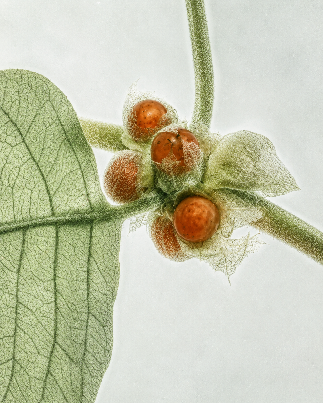 Ashwagandha, extracto seco de raíz y hoja (Withania somnifera / SENSORIL®)