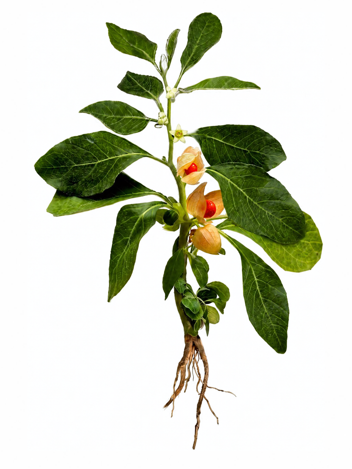 Ashwagandha, extracto seco de raíz y hoja (Withania somnifera / SENSORIL®)