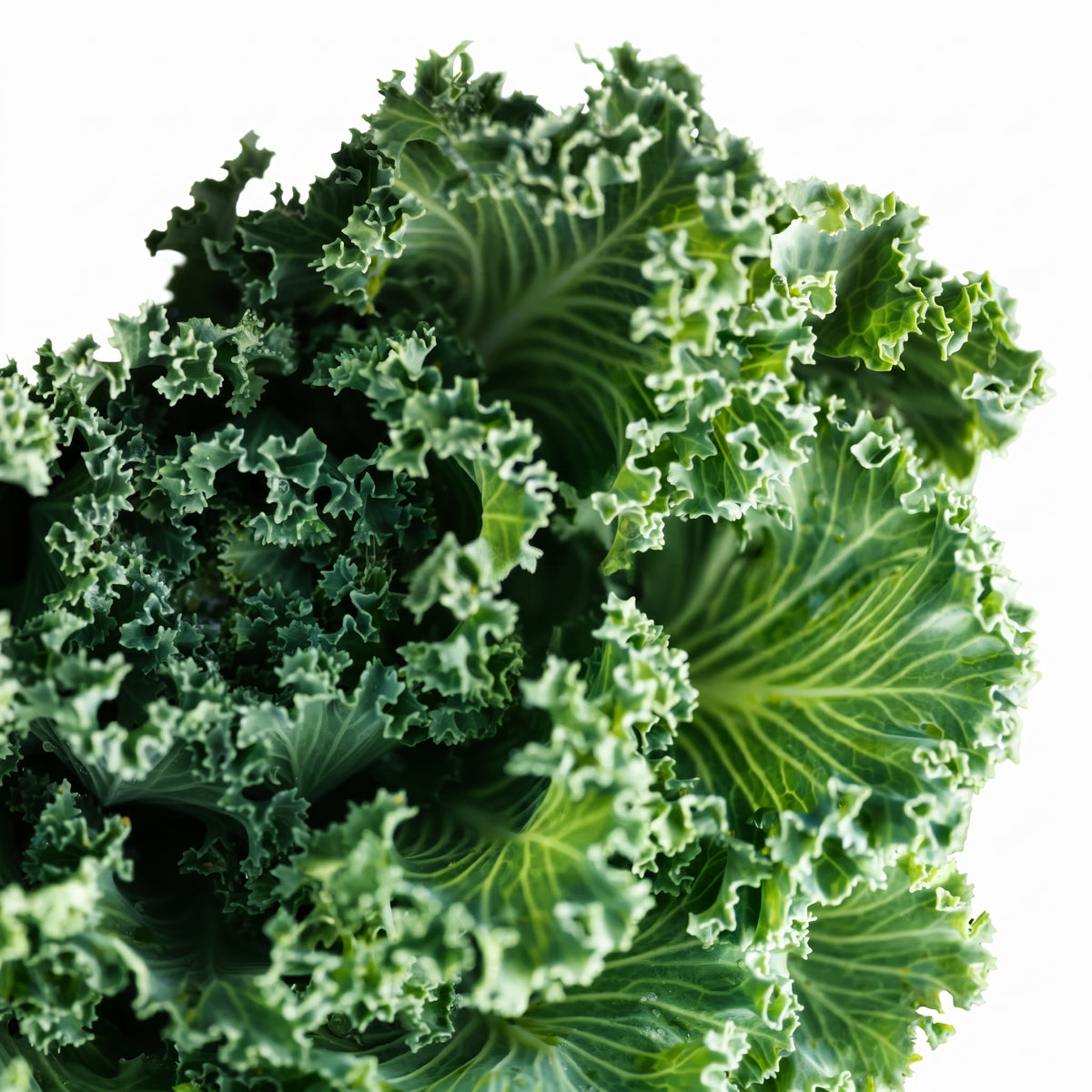 Kale Concentrate