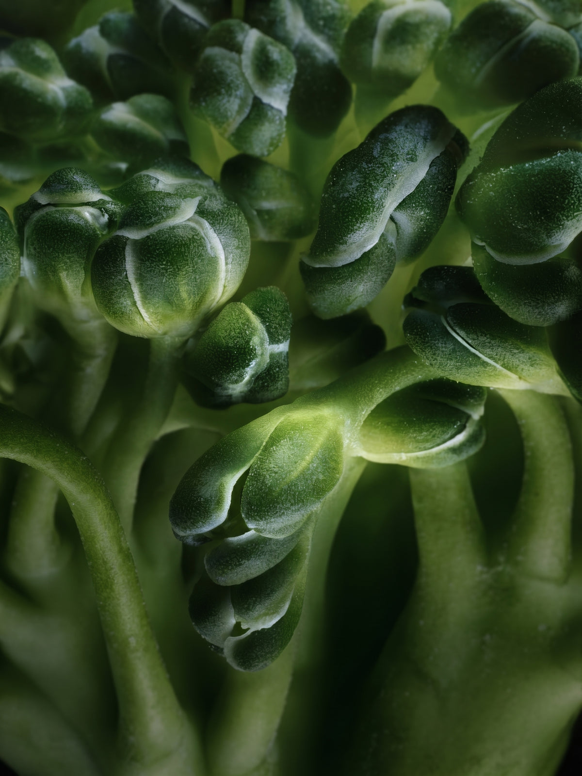 Spinach concentrate