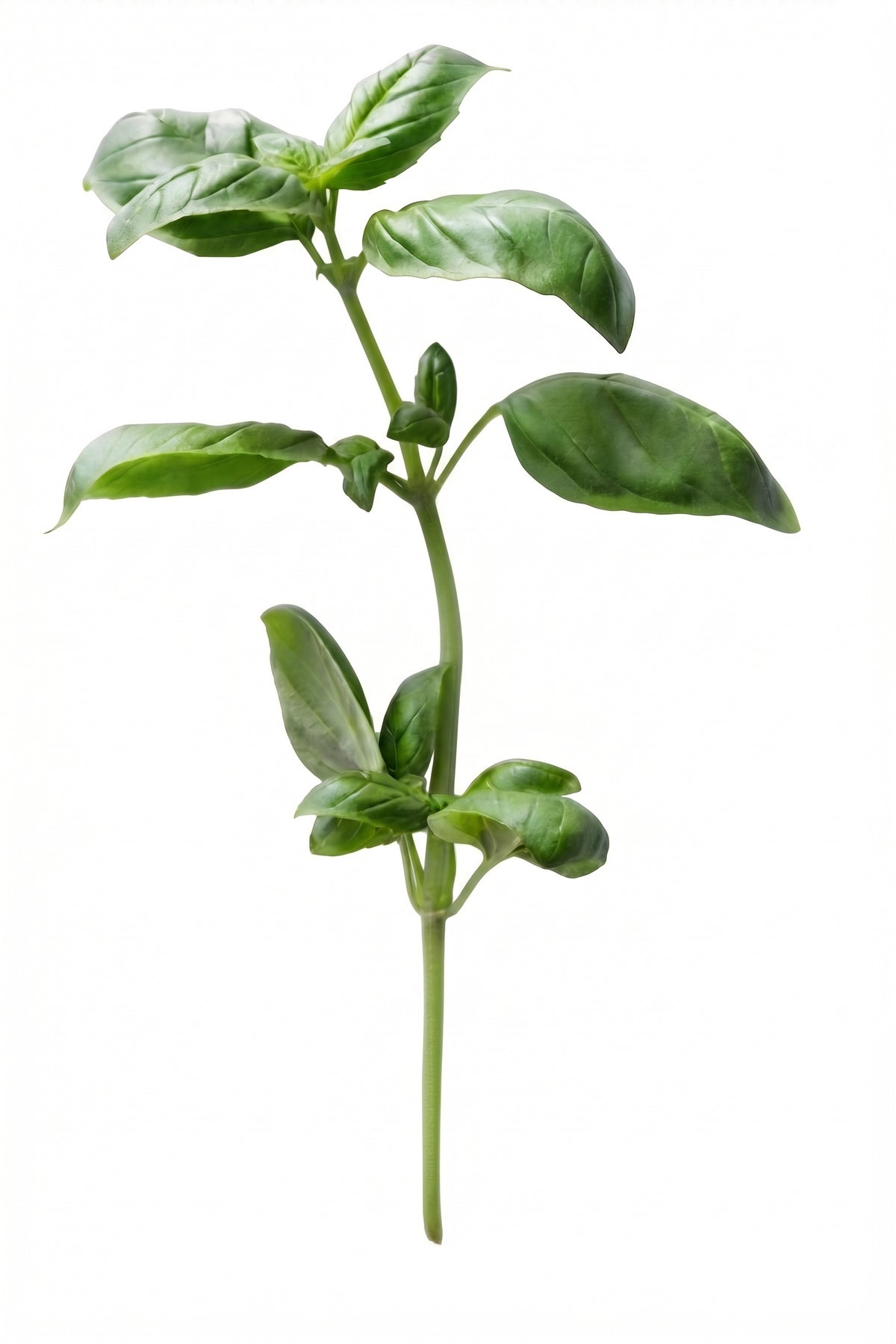 Concentrado de albahaca