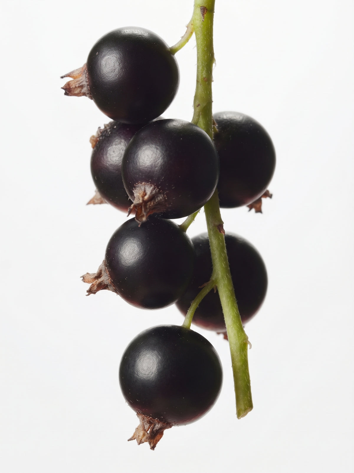 Extracto de grosella negra