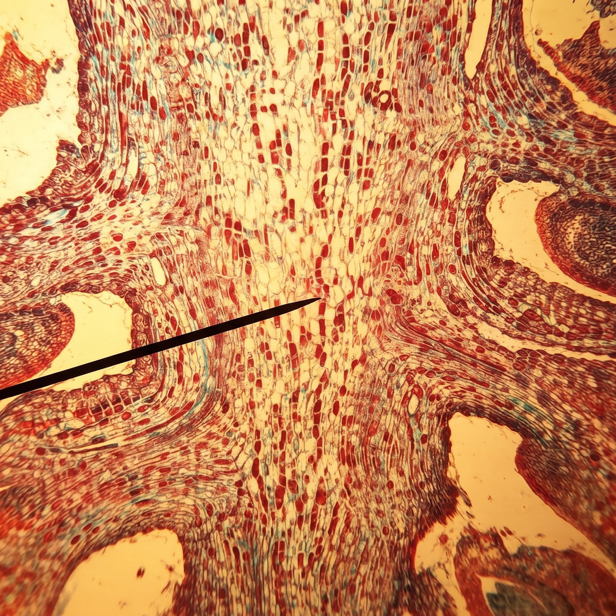 L-theanine